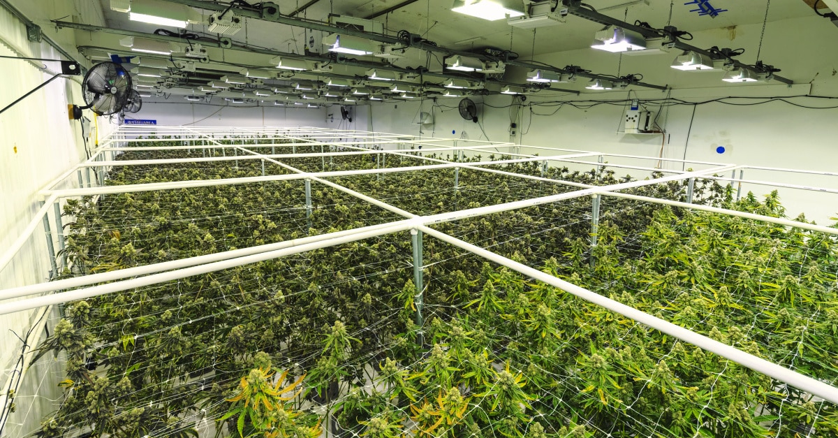 cannabis greenhouse missouri marijuana